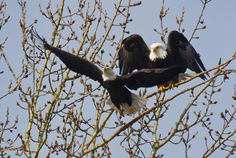 Bald Eagles Taking Flight